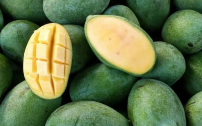 Manalagi Mangoes